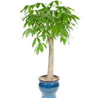 사기화분파키라(원통)