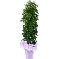 홍콩야자