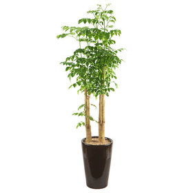 녹보수(고급 원형분)