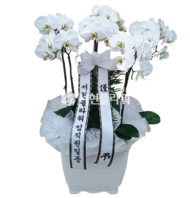 흰색서양란(근조/추모) [서현근-21호]